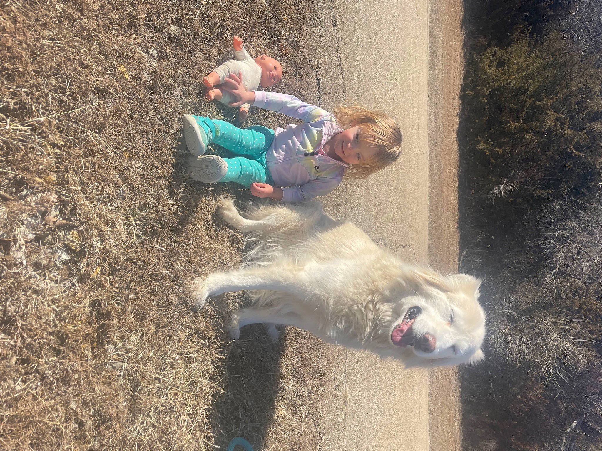 Pookita joined the competition — help win amazing prizes! bovine, canidae, companion_dog, dog_breed, fun, fur, grass, people_in_nature, polar_bear, sitting, smile, soil, sporting_group, tail, terrestrial_animal, toddler, working_animal