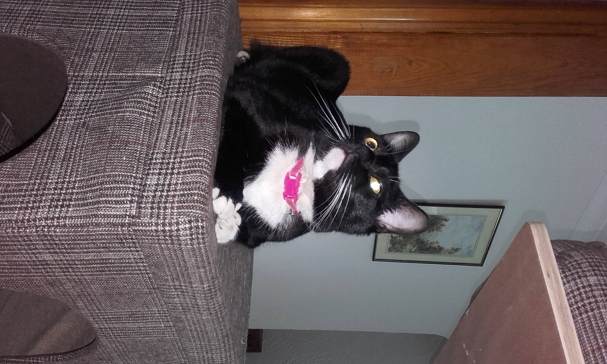 Athena joined the competition — help win amazing prizes! canidae, carmine, carnivore, collar, comfort, companion_dog, dog, dog_breed, domestic_short_haired_cat, felidae, flooring, fur, grey, room, small_to_medium_sized_cats, snout, sporting_group, tail, whiskers, wood