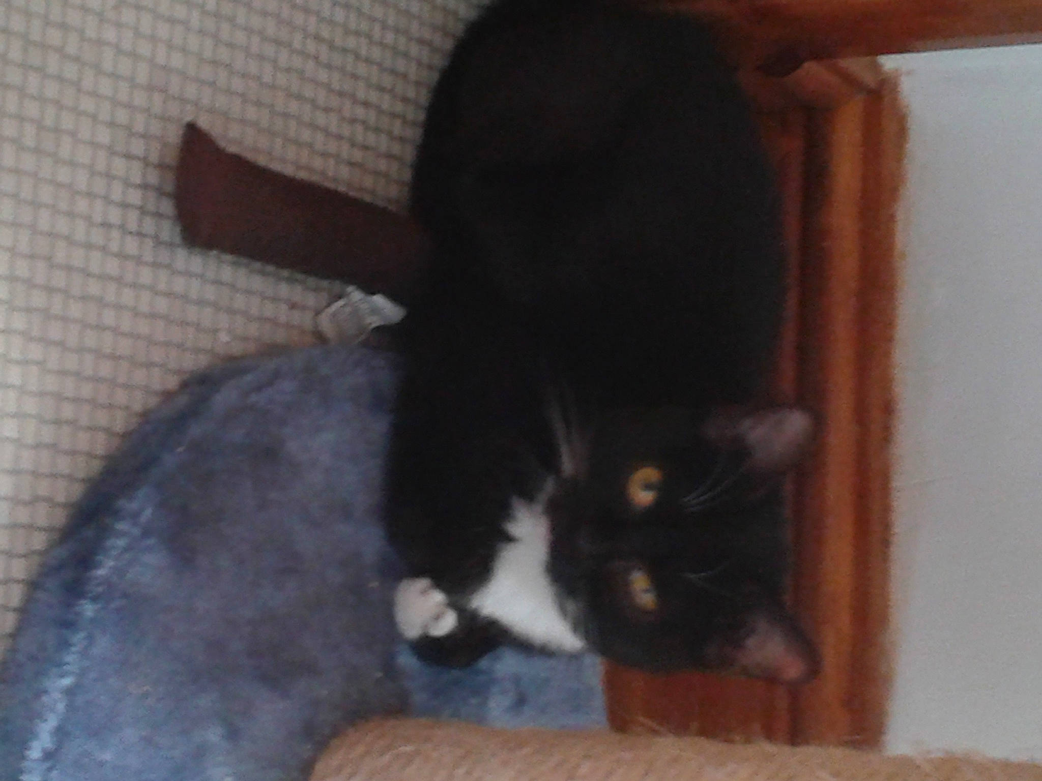 Athena joined the competition — help win amazing prizes! black_cat, carnivore, cat, cat_supply, comfort, domestic_short_haired_cat, felidae, flooring, fur, hardwood, small_to_medium_sized_cats, snout, tail, whiskers, window, wood