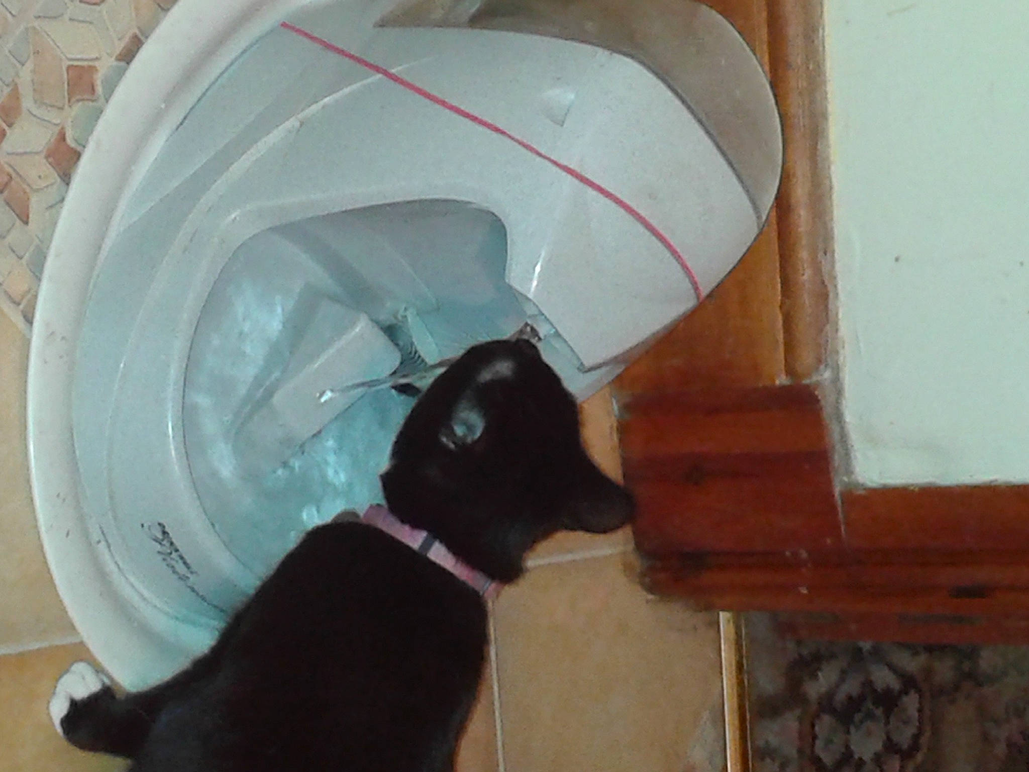 Athena is registered to the contest to win money with this photo: canidae, carnivore, cat, cat_supply, circle, collar, dog_breed, felidae, fur, personal_protective_equipment, pet_supply, plumbing, plumbing_fixture, room, small_to_medium_sized_cats, snout, sporting_group, tail, whiskers, wood