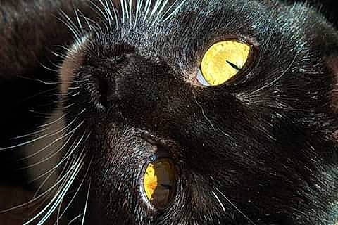 Athena is registered to the contest to win money with this photo: black_cat, bombay, carnivore, cat, close_up, domestic_short_haired_cat, eye, felidae, fur, hair, head, human_body, iris, macro_photography, small_to_medium_sized_cats, snout, terrestrial_animal, whiskers, wildlife
