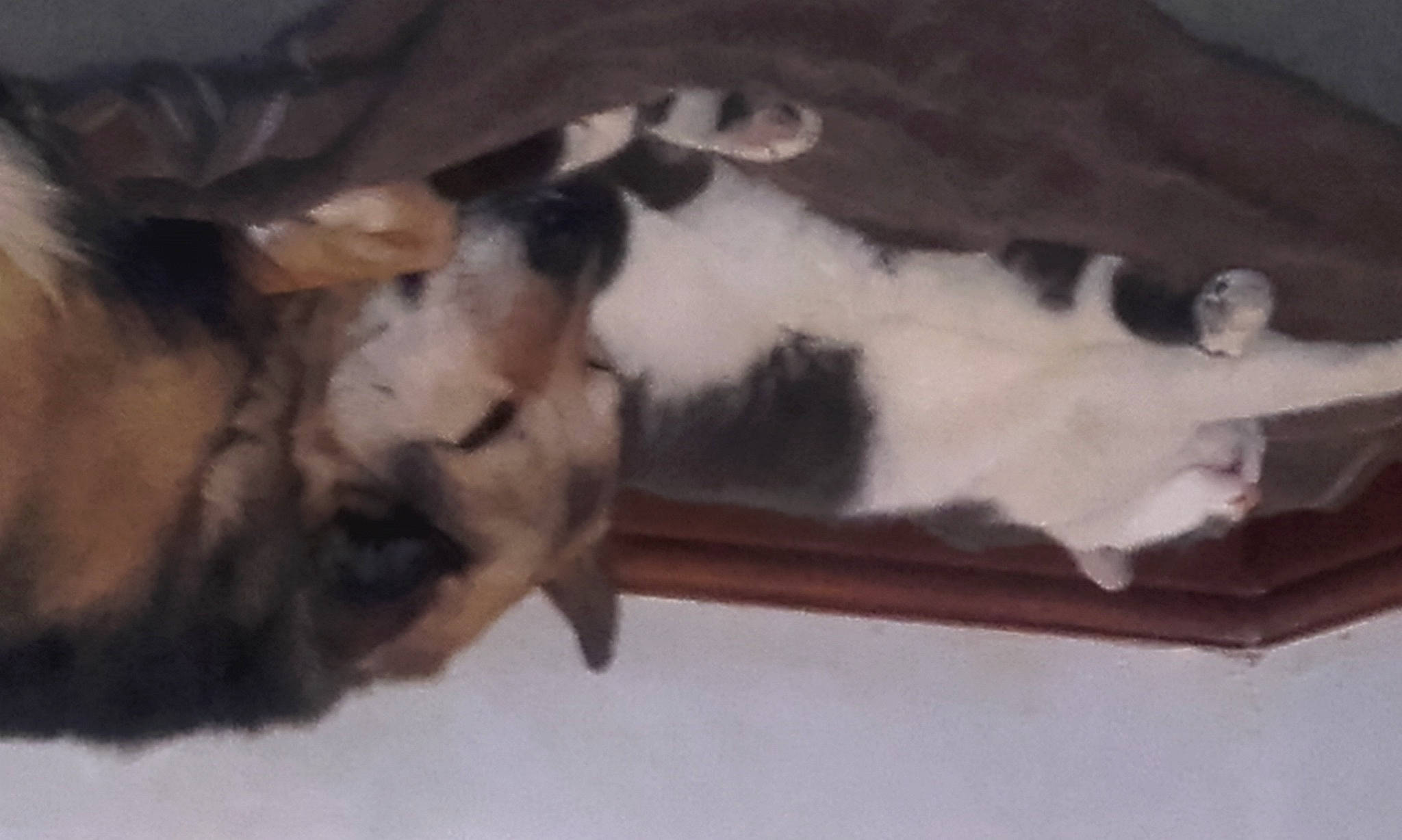 Tess is registered to the contest to win money with this photo: canidae, carnivore, cat, claw, comfort, companion_dog, dog, dog_breed, domestic_short_haired_cat, fawn, felidae, fur, hardwood, paw, small_to_medium_sized_cats, snout, sporting_group, tail, whiskers, wood