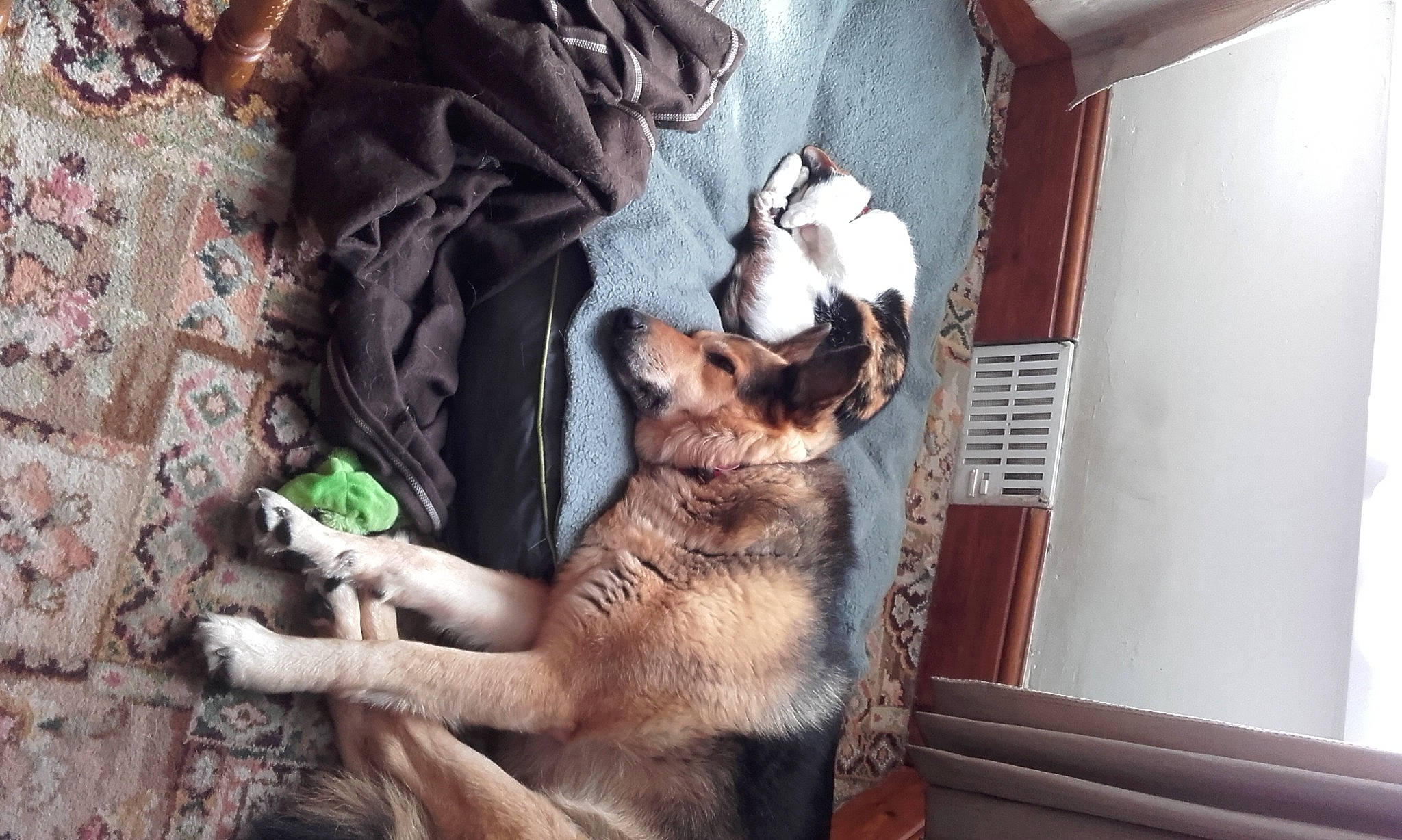 Tess joined the competition — help win amazing prizes! canidae, carnivore, comfort, companion_dog, dog, dog_breed, door, fawn, felidae, fur, german_shepherd_dog, herding_dog, paw, snout, sporting_group, tail, tree, whiskers, window, wood