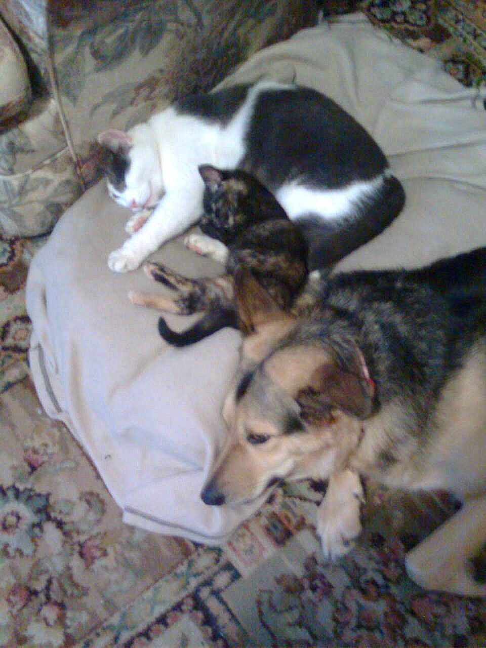 Tess is registered to the contest to win money with this photo: carnivore, cat, comfort, companion_dog, dog, dog_breed, domestic_short_haired_cat, felidae, fur, herding_dog, linens, paw, small_to_medium_sized_cats, snout, sporting_group, tail, terrestrial_animal, whiskers, working_animal, working_dog