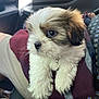 Indiana Bones joined the competition — help win amazing prizes! puppy, dog, pet, fluffy, white, brown, collar, bell, person, lap, clothing, maroon, car, seatbelt, patterned_shirt, shorts, indoors, cute, closeup, animal