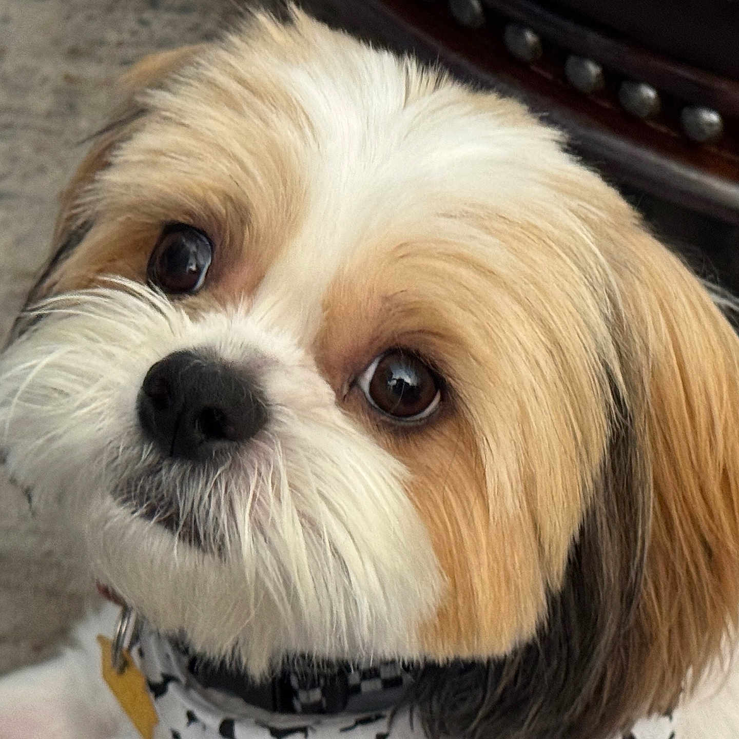 Indiana Bones joined the competition — help win amazing prizes! animal, black, brown, closeup, collar, companion, curious, cute, dog, domestic, face, fluffy, friendly, fur, indoor, looking, pet, portrait, soft, white