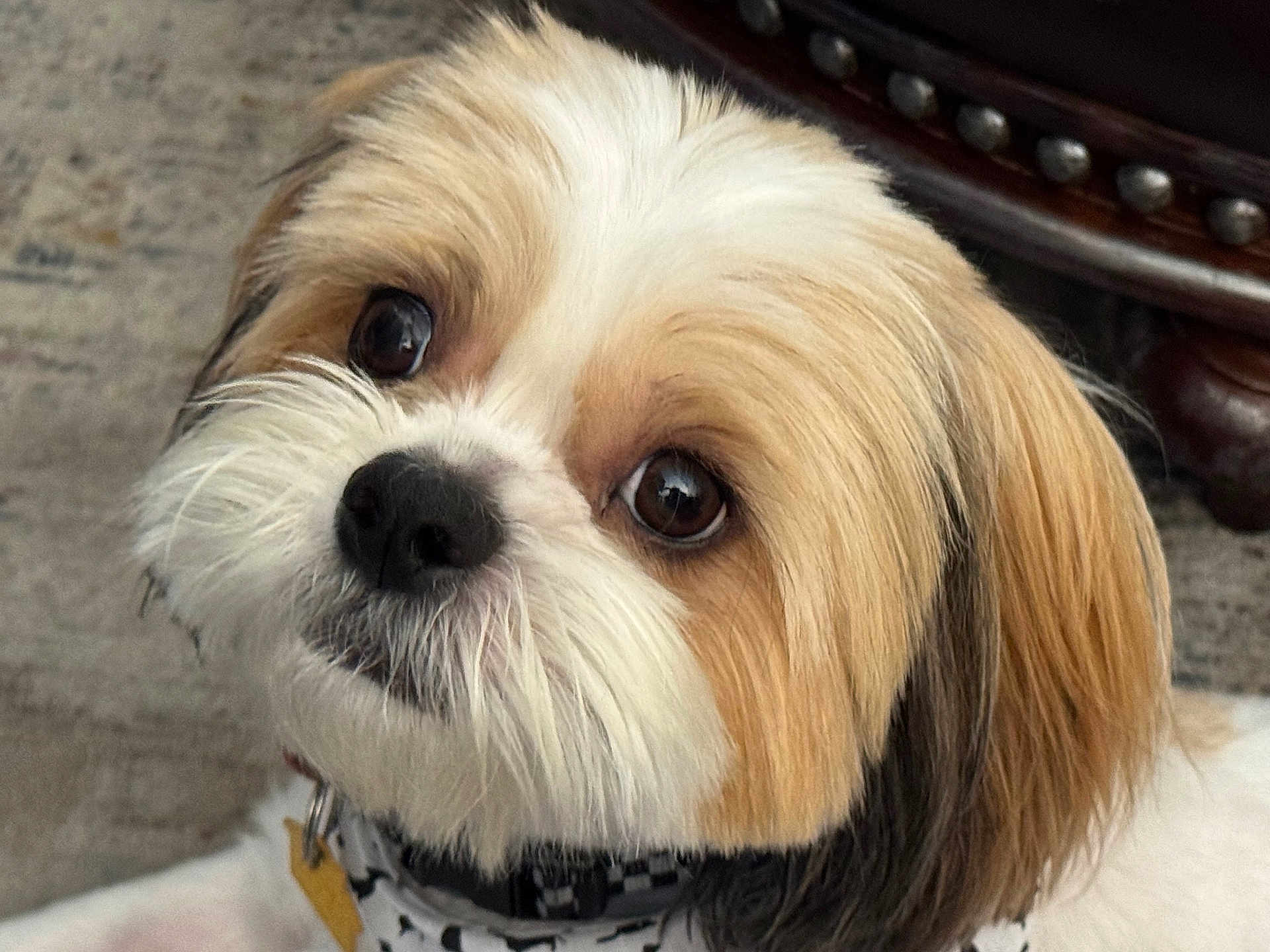 Indiana Bones joined the competition — help win amazing prizes! dog, closeup, pet, fluffy, brown, white, black, collar, indoor, cute, face, fur, animal, portrait, looking, curious, companion, friendly, domestic, soft