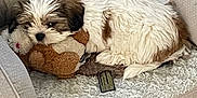 Indiana Bones is registered to the contest to win money with this photo: puppy, dog, pet_bed, stuffed_toy, cozy, resting, fluffy, brown_and_white, indoor, wooden_floor, basket, cute, small_dog, sleepy, fur, animal, companion, comfort, home_interior, relaxation