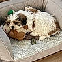 puppy, dog, pet_bed, stuffed_toy, cozy, resting, fluffy, brown_and_white, indoor, wooden_floor, basket, cute, small_dog, sleepy, fur, animal, companion, comfort, home_interior, relaxation