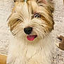Indiana Bones is registered to the contest to win money with this photo: dog, fluffy, tongue_out, pet, indoor, fur, cute, animal, top_knot, playful, happy, closeup, brown, white, carpet, floor, ears, nose, paw, expression
