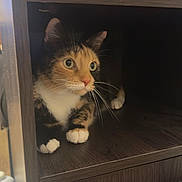 Roxxy joined the competition — help win amazing prizes! alert, animal, background, bottle, cabinet, calico, carpet, cat, closeup, cozy, curious, feline, furniture, home, indoor, paw, pet, whiskers, window, wooden_shelf