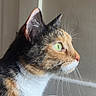 Roxxy is registered to the contest to win money with this photo: animal, background, calico, cat, close_up, curious, domestic_cat, feline, fur, green_eyes, indoor, looking_away, pet, portrait, profile, quiet, side_view, soft_lighting, wall, whiskers