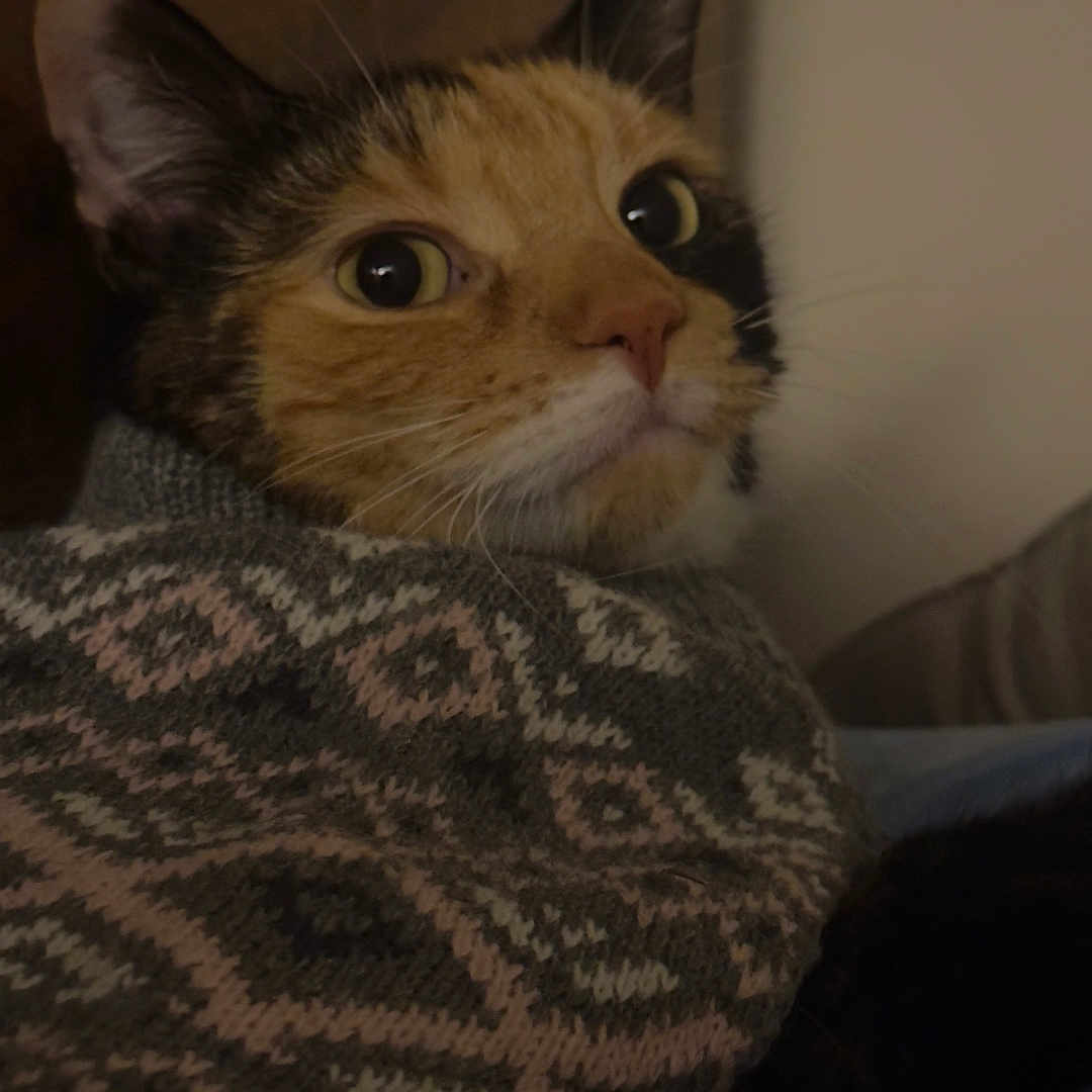 Roxxy