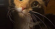 Roxxy is registered to the contest to win money with this photo: animal, calico, cat, closeup, curious, cute, domestic, ears, face, feline, fur, furniture, indoor, looking_up, paw, pet, pet_animal, portrait, whiskers, wood