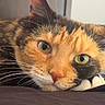 Roxxy is registered to the contest to win money with this photo: animal, calico, cat, close_up, closeup, cute, domestic, face, feline, focus, fur, green_eyes, indoor, lying_down, pet, portrait, relaxed, resting, soft_light, whiskers