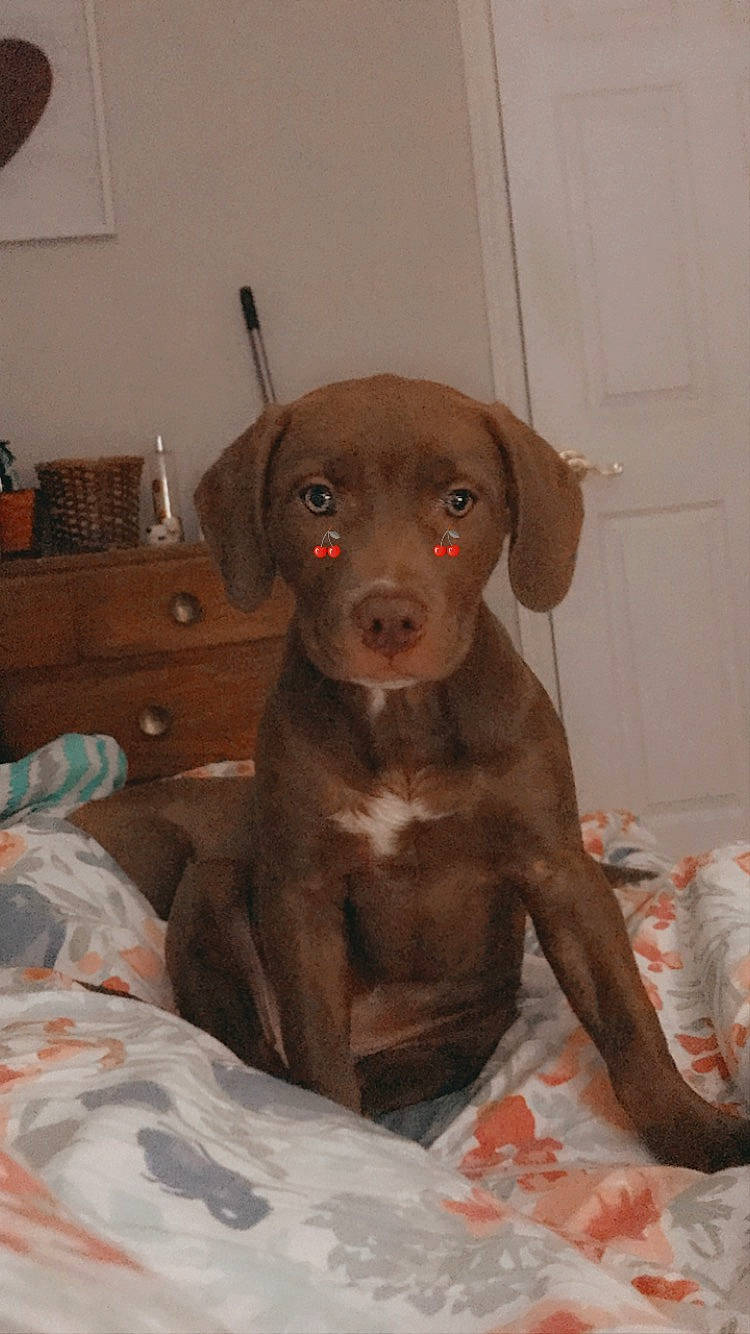 Luna joined the competition — help win amazing prizes! beagador, canidae, carnivore, chesapeake_bay_retriever, dog, dog_breed, ear, fawn, hunting_dog, labrador_retriever, liver, mammal, pointer, pointing_breed, snout, sporting_group, vizsla, weimaraner