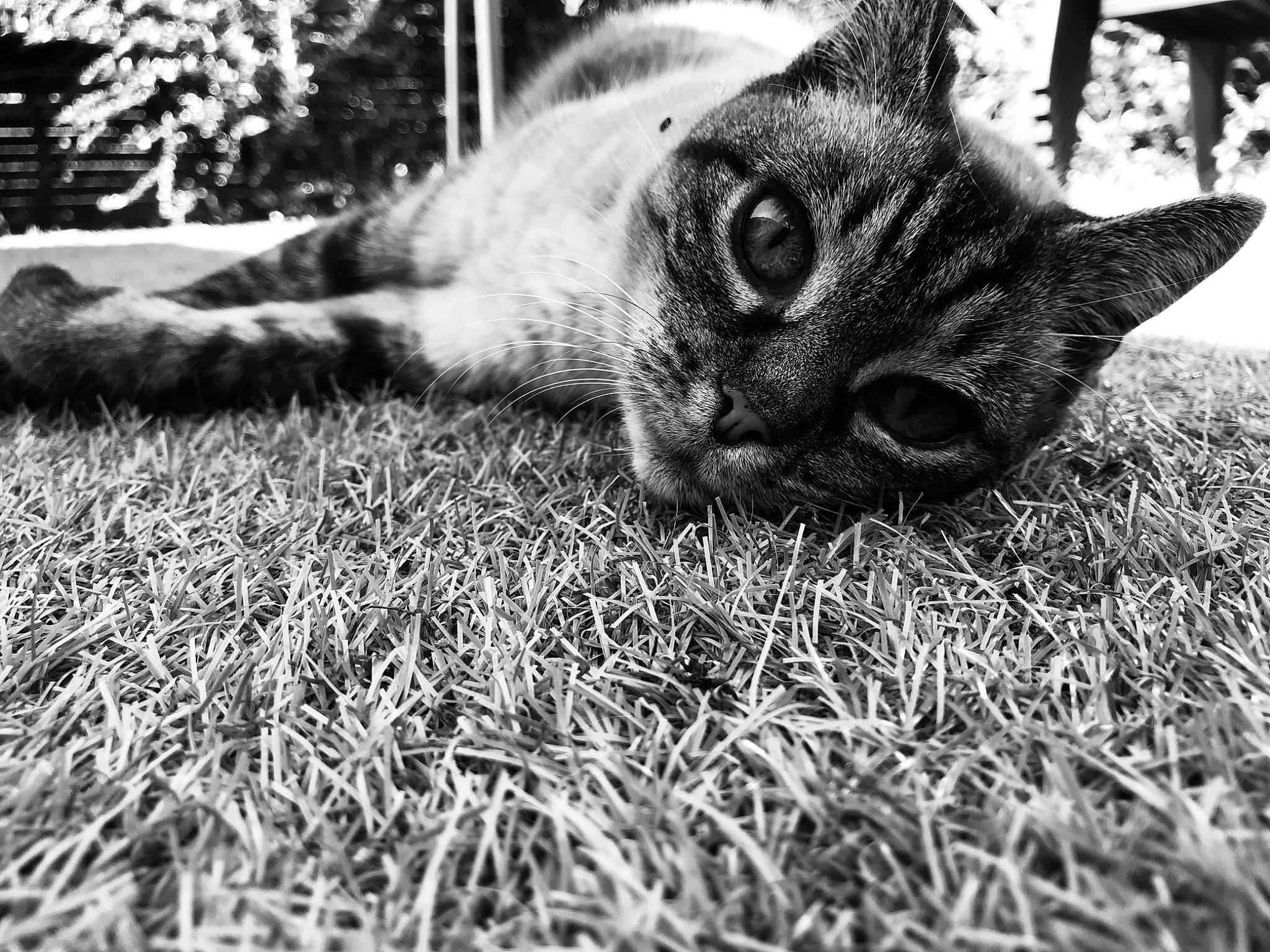 Praline a rejoint le concours — aidez-le/la à gagner de superbes lots ! black, black_and_white, carnivore, cat, close_up, domestic_short_haired_cat, eye, felidae, fur, grass, monochrome, nose, organ, photography, small_to_medium_sized_cats, snout, tabby_cat, tree, whiskers, white