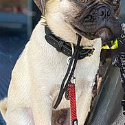 Dwight is registered to the contest to win money with this photo: dog, pug, hat, cowboy_hat, pet, animal, leash, sitting, bench, outdoor, portrait, cute, brown, black, collar, ears, face, paw, looking, fur