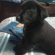 Molly Treglia is registered to the contest to win money with this photo: puppy, dog, black_dog, bed, jeans, clothing, indoor, furniture, fabric, curious, pet, animal, soft_light, young_dog, domestic_animal, resting, cute, companion, side_view, cozy