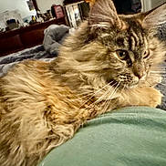 Omi is registered to the contest to win money with this photo: animal, bed, blanket, cat, close_up, cozy, cute, domestic, ears, fluffy, fur, furniture, home, indoor, long_hair, pet, relaxing, sleepy, tabby, whiskers