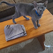 Whiskey is registered to the contest to win money with this photo: kitten, cat, gray_cat, blue_collar, coffee_table, folded_cloth, couch, carpet, indoor, pet, feline, curious, standing, wooden_table, living_room, household, domestic, fur, whiskers, playful