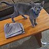 kitten, cat, gray_cat, blue_collar, coffee_table, folded_cloth, couch, carpet, indoor, pet, feline, curious, standing, wooden_table, living_room, household, domestic, fur, whiskers, playful