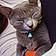 Whiskey