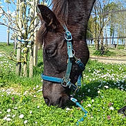 Diablesse participe au concours pour gagner de l'argent avec cette photo : bridle, grass, grazing, halter, horse, horse_supplies, horse_tack, mammal, mane, mare, pasture, plant, rein, snout, sorrel, stallion, tree