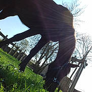 Diablesse a rejoint le concours — aidez-le/la à gagner de superbes lots ! branch, grass, metal, plant, sky, tree, vehicle, wheel