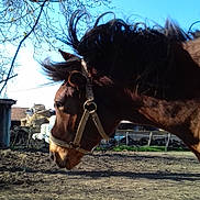 D'Avril participe au concours pour gagner de l'argent avec cette photo : bridle, halter, horse, horse_supplies, horse_tack, livestock, mammal, mane, mare, mustang_horse, organism, pack_animal, plant, rein, sky, snout, sorrel, stallion, tree, wildlife