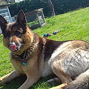 étoile a rejoint le concours — aidez-le/la à gagner de superbes lots ! canidae, carnivore, czechoslovakian_wolfdog, dog, dog_breed, east_european_shepherd, german_shepherd_dog, king_shepherd, kunming_wolfdog, mammal, native_american_indian_dog, old_german_shepherd_dog, rare_breed_dog, saarloos_wolfdog, seppala_siberian_sleddog, shiloh_shepherd_dog, siberian_husky, vertebrate, wolfdog, working_dog