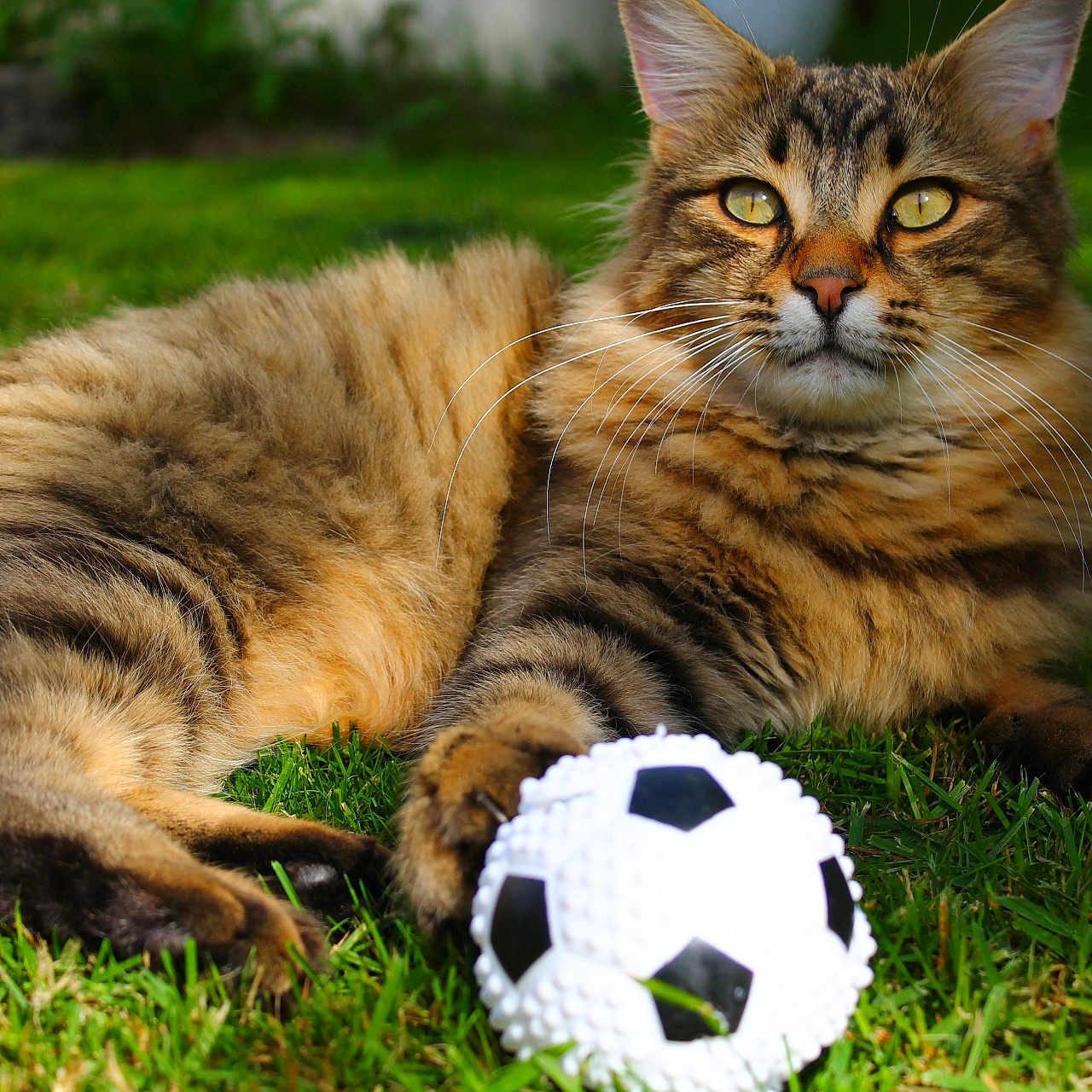 Tigrou participe au concours pour gagner de l'argent avec cette photo : animal, cat, closeup, daylight, fluffy, fur, grass, green, mammal, nature, outdoor, paw, pet, playful, relaxed, soccer_ball, summer, tabby, toy, whiskers