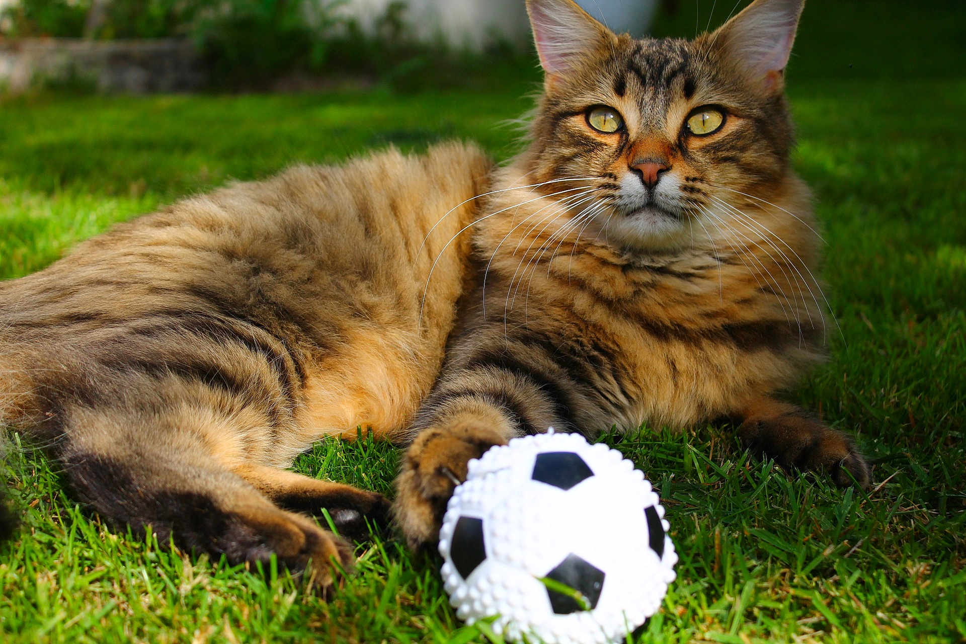 Tigrou participe au concours pour gagner de l'argent avec cette photo : cat, tabby, fluffy, fur, paw, soccer_ball, grass, outdoor, pet, animal, playful, relaxed, nature, whiskers, closeup, mammal, green, toy, summer, daylight