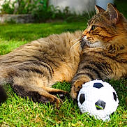 Tigrou a rejoint le concours — aidez-le/la à gagner de superbes lots ! cat, tabby_cat, grass, outdoor, pet, animal, soccer_ball, toy, feline, paw, fur, sunlight, greenery, relaxing, nature, mammal, whiskers, playing, closeup, daylight