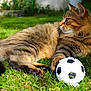 cat, tabby_cat, grass, outdoor, pet, animal, soccer_ball, toy, feline, paw, fur, sunlight, greenery, relaxing, nature, mammal, whiskers, playing, closeup, daylight