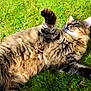 Tigrou participe au concours pour gagner de l'argent avec cette photo : cat, tabby, fluffy, grass, outdoor, pet, animal, feline, relaxed, sunlight, nature, whiskers, ears, paw, fur, cute, mammal, playful, resting, summer
