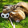 Tigrou a rejoint le concours — aidez-le/la à gagner de superbes lots ! cat, tabby_cat, grass, outdoor, paw, soccer_ball, stick, pet, animal, feline, playful, sunlight, close_up, nature, relaxed, fur, whiskers, green, summer, cute