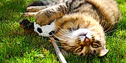 Tigrou participe au concours pour gagner de l'argent avec cette photo : cat, tabby_cat, grass, toy, soccer_ball, outdoor, playful, pet, animal, fur, whiskers, paws, relaxed, sunlight, nature, closeup, cute, mammal, green, summer