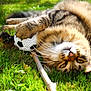 cat, tabby_cat, grass, toy, soccer_ball, outdoor, playful, pet, animal, fur, whiskers, paws, relaxed, sunlight, nature, closeup, cute, mammal, green, summer