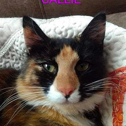 Kali is registered to the contest to win money with this photo: cat, calico_cat, close_up, green_eyes, whiskers, fur, pet, indoor, blanket, couch, cozy, relaxed, portrait, animal, feline, face, looking_at_camera, resting, soft_texture, cute
