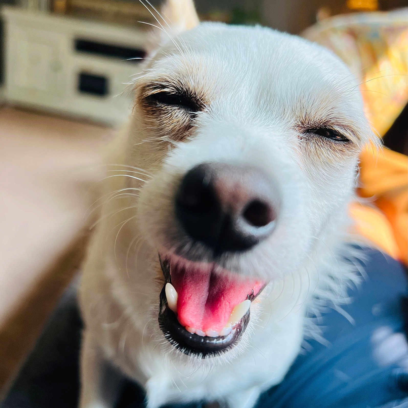 Lucy joined the competition — help win amazing prizes! animal, canine, close_up, companion, cute, dog, domestic_animal, face, friendly, fur, happy, indoor, mouth, nose, pet, playful, smiling, tongue_out, whiskers, white_dog