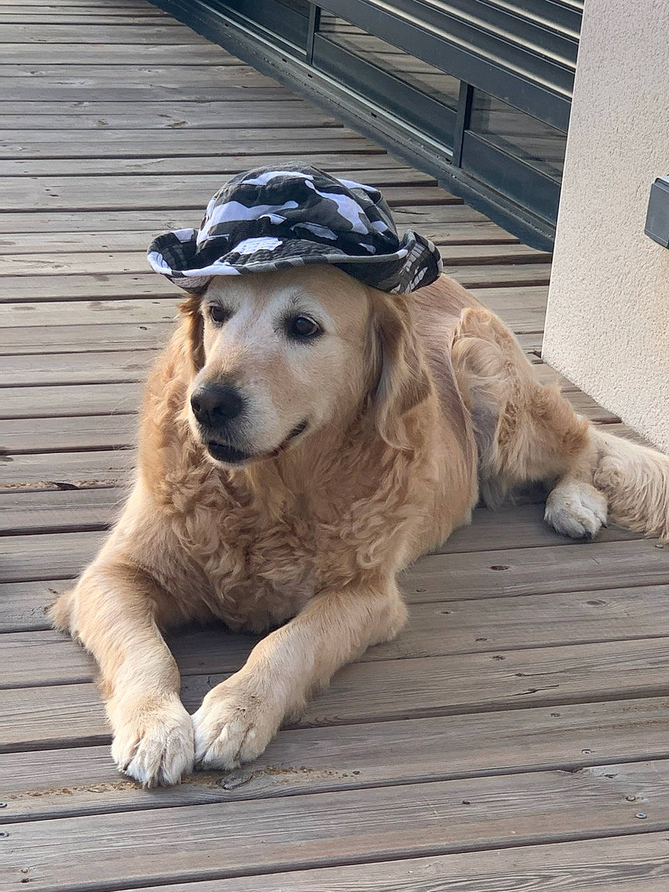 Laska a rejoint le concours — aidez-le/la à gagner de superbes lots ! ancient_dog_breeds, canidae, carnivore, companion_dog, dog, dog_breed, fawn, flooring, fur, hardwood, hat, pet_supply, snout, sporting_group, terrestrial_animal, wildlife, wood, working_animal, working_dog