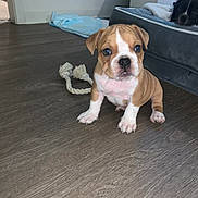 Honey is registered to the contest to win money with this photo: puppy, dog, rope_toy, wooden_floor, indoor, pet_bed, curious, brown_and_white, playful, cute, young_dog, animal, flooring, cozy, pet, companion, two_dogs, domestic, resting, alert