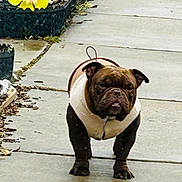 Mud joined the competition — help win amazing prizes! bulldog, dog, pet, animal, sidewalk, jacket, outdoor, leaves, flower_pot, concrete, walking, brown, black, white, short_legged, stocky, canine, fall, nature, daytime