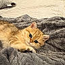 Honey is registered to the contest to win money with this photo: kitten, cat, golden_fur, fluffy, blue_eyes, whiskers, ears, animal, pet, lying_down, cozy, blanket, gray_blanket, bed, bedroom, indoor, portrait, cute, relaxed, sleepy