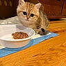 kitten, cat, golden_fur, fluffy, animal, pet, food_bowl, wet_food, eating, indoors, wooden_floor, home, furniture, basket, blue_pad, sitting, whiskers, ears, portrait, cute