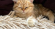 Honey is registered to the contest to win money with this photo: cat, kitten, ginger_cat, orange_fur, fluffy, sleeping, relaxed, cozy, blanket, throw_blanket, shaggy_texture, indoors, close_up, pet, animal, whiskers, ears, paws, portrait, warm_lighting