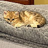 Honey is registered to the contest to win money with this photo: cat, kitten, golden_tabby, fluffy, sleeping, curled_up, pet, animal, fur, whiskers, ears, paws, eyes, blanket, bed, bedroom, cozy, indoors, portrait, relaxed