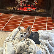 Daisy joined the competition — help win amazing prizes! dog, sweater, blanket, fireplace, fire, brick, cozy, warm, indoor, pet, fur, snuggled, relaxing, home, comfort, carpet, animal, cute, small_dog, resting