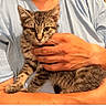 cat, kitten, tabby, animal, pet, feline, portrait, close_up, sitting, being_held, person, hands, arms, fur, whiskers, ears, eyes, indoors, home, cozy